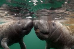Pucker Up.Taken at Crystal River FL.Camera D-200 Nikon by Ray Eccleston 